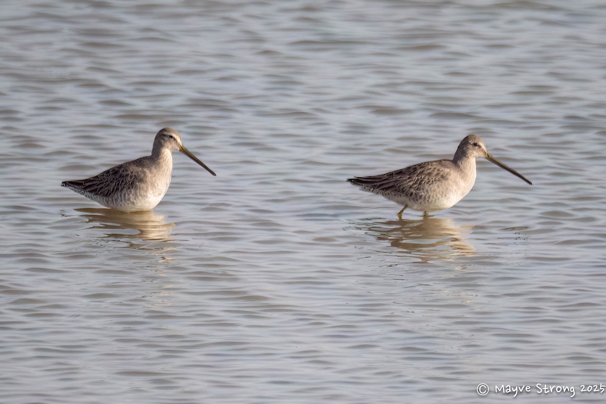 Long-billed Dowitcher - ML646362812