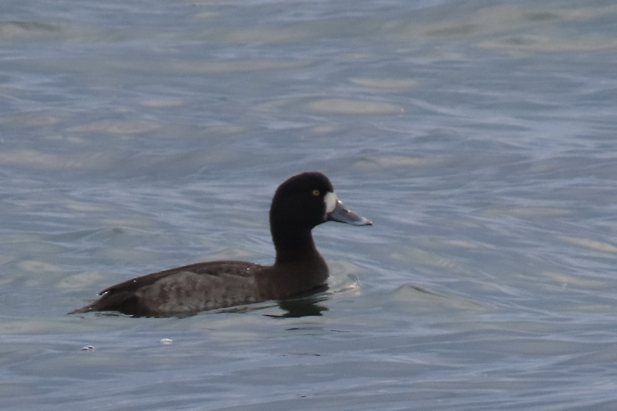 Fuligule milouinan - ML646362815