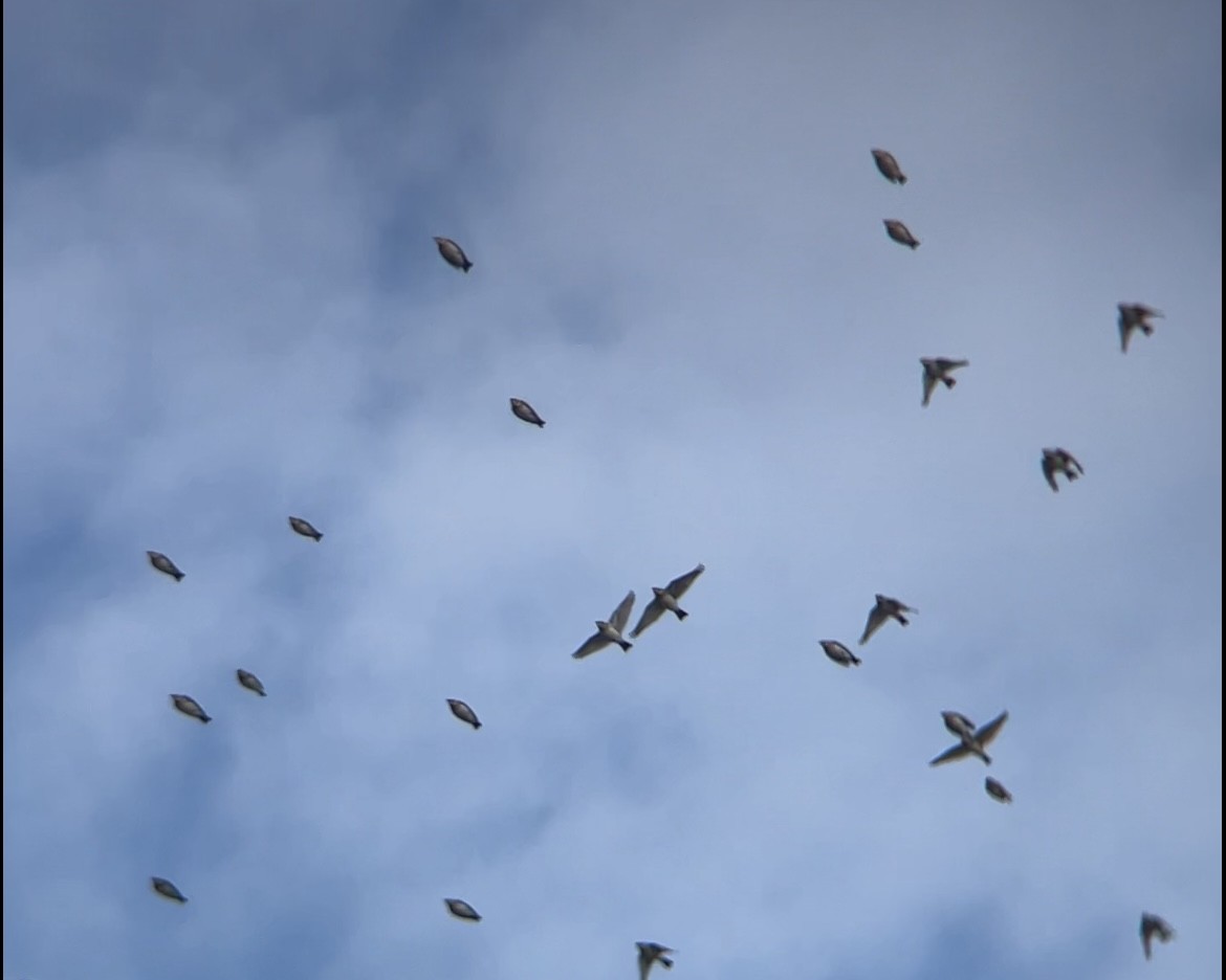 Horned Lark - ML646362817