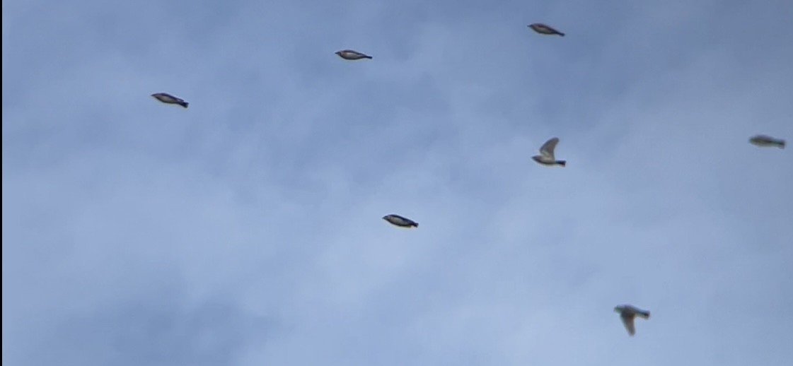 Horned Lark - ML646362818