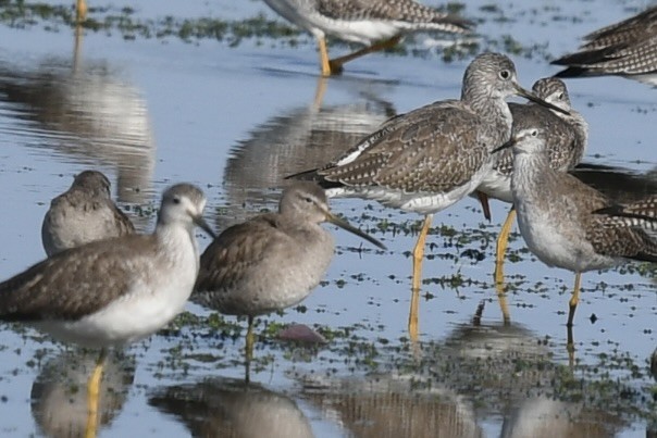 Greater Yellowlegs - ML646362821