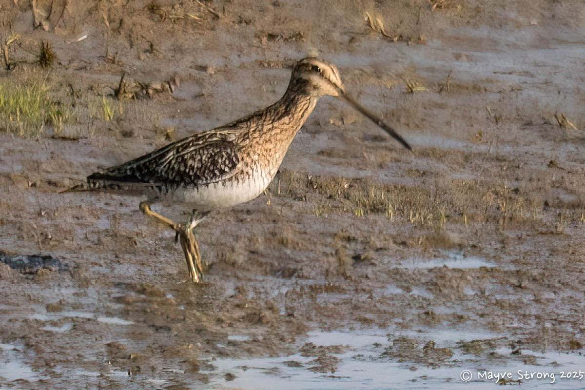 Wilson's Snipe - ML646362822