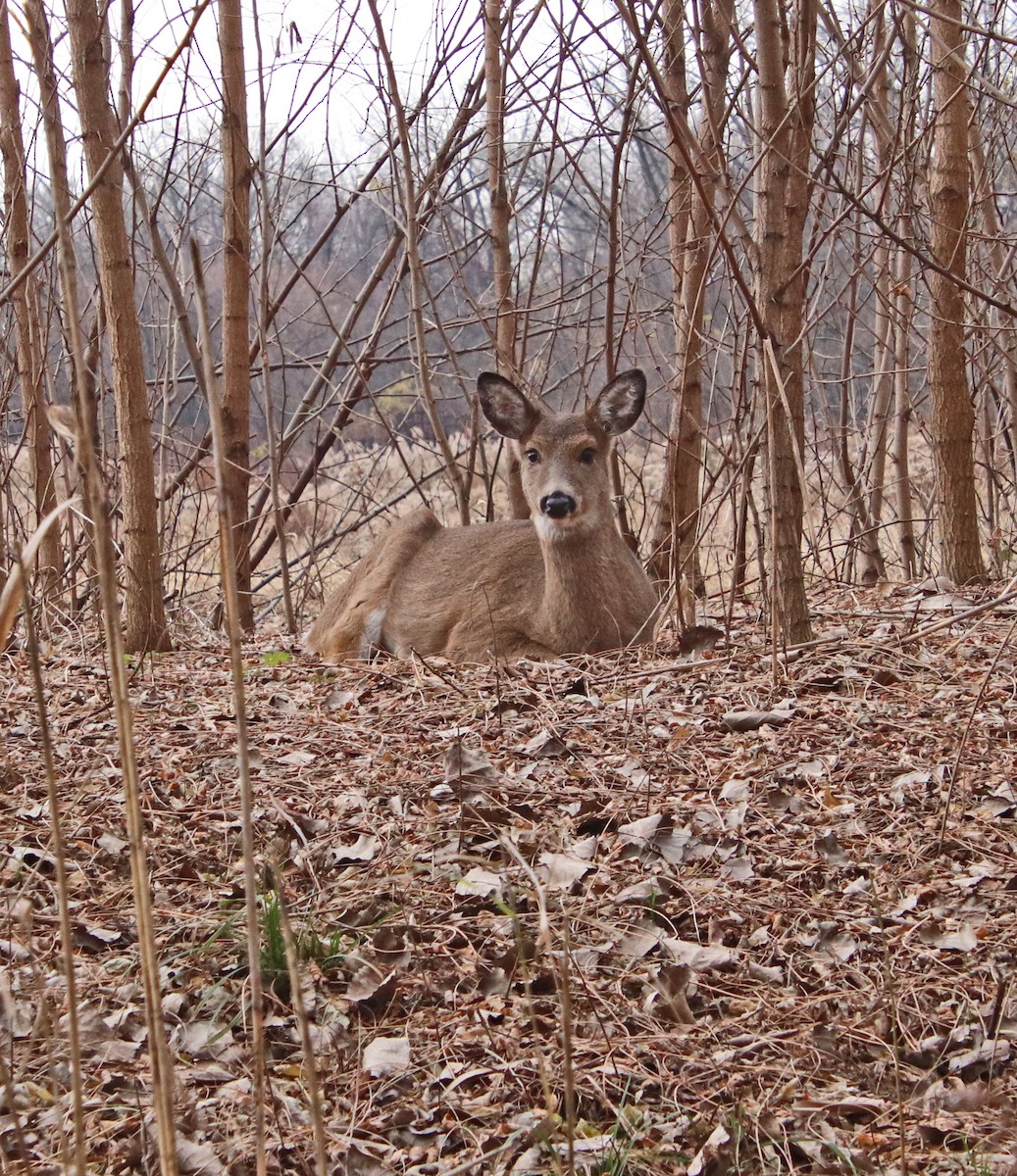 白尾鹿 - ML646362823