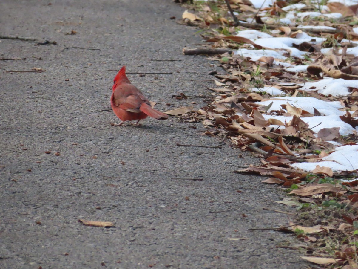 Northern Cardinal - ML646362824