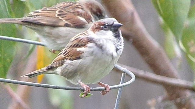 House Sparrow - ML646362825