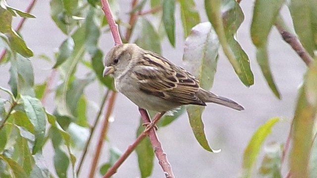 House Sparrow - ML646362826