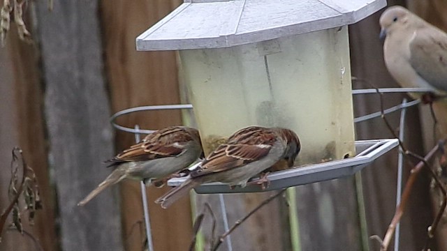 House Sparrow - ML646362827