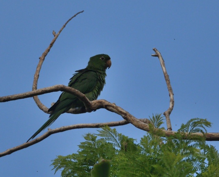 White-eyed Parakeet - ML646362828