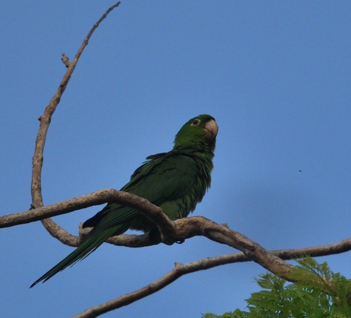 White-eyed Parakeet - ML646362830