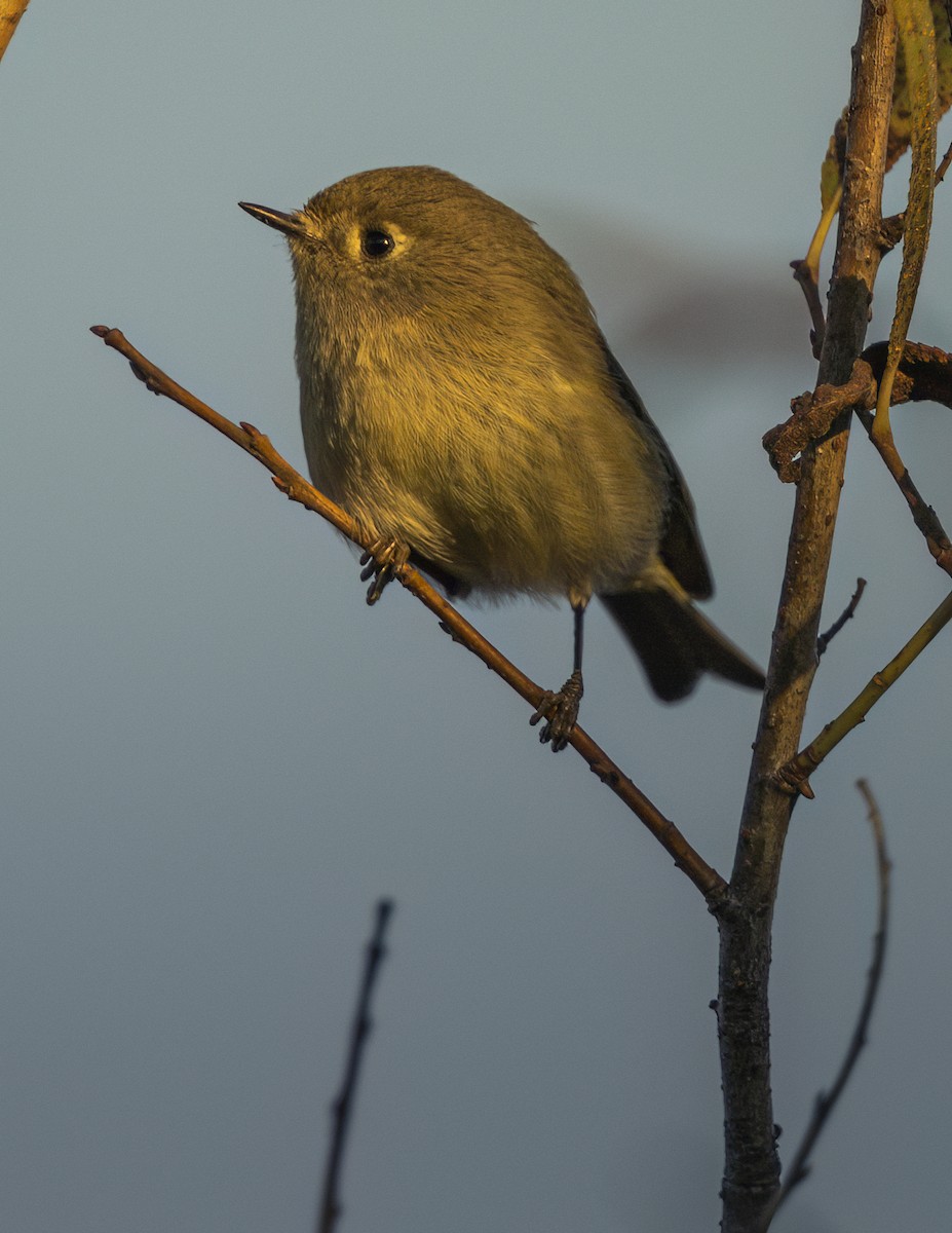 Ruby-crowned Kinglet - ML646362831