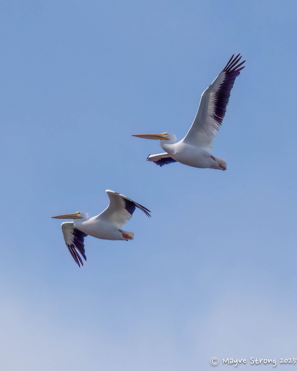 American White Pelican - ML646362832