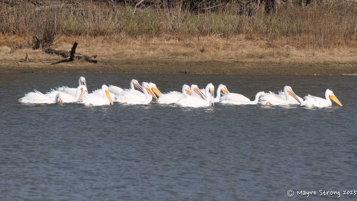 American White Pelican - ML646362833