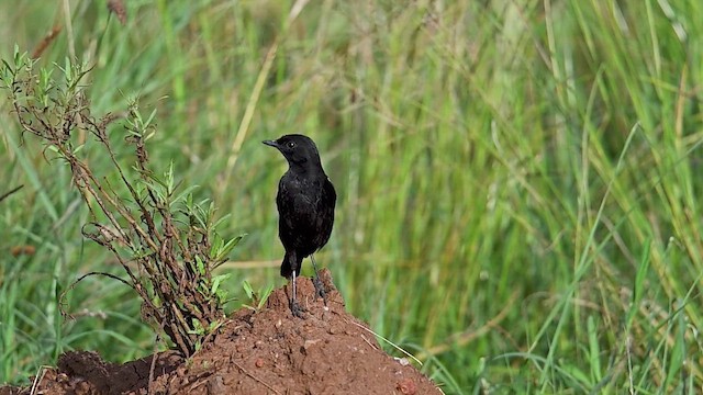 Sooty Chat - ML646362834