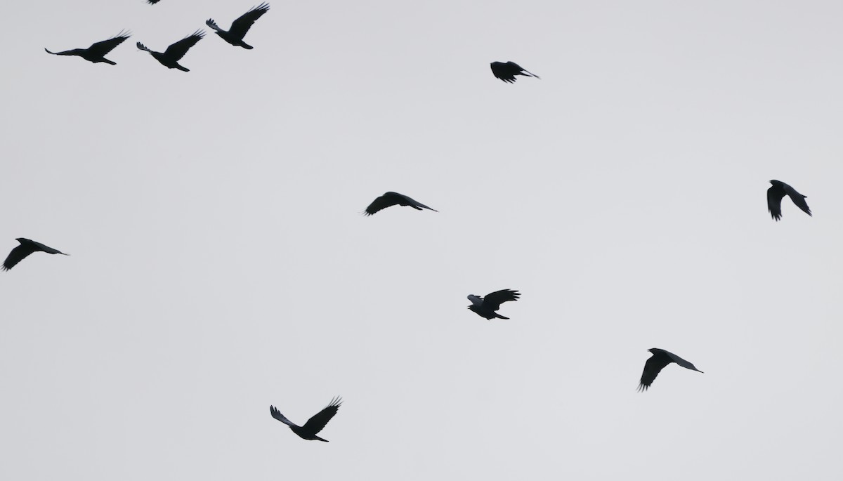 Fish Crow - ML646362835