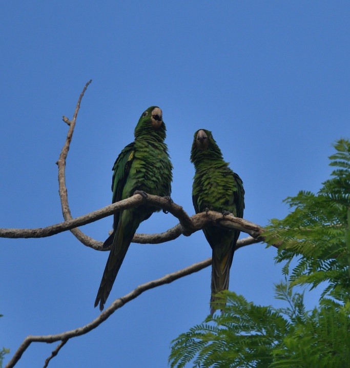 White-eyed Parakeet - ML646362836