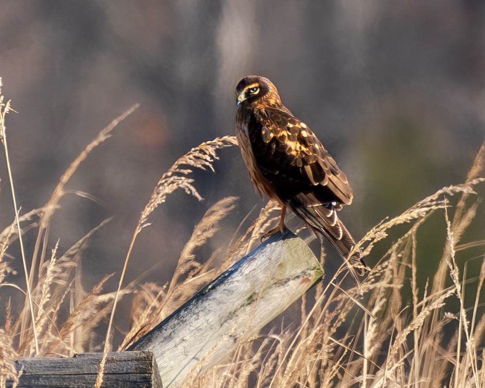 Northern Harrier - ML646362837