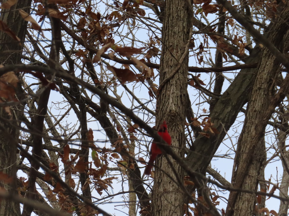 Northern Cardinal - ML646362838