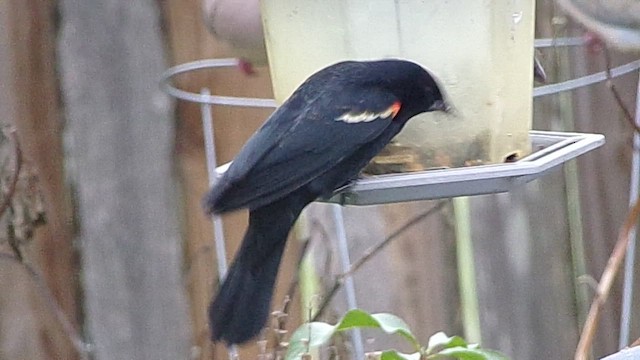Red-winged Blackbird - ML646362839