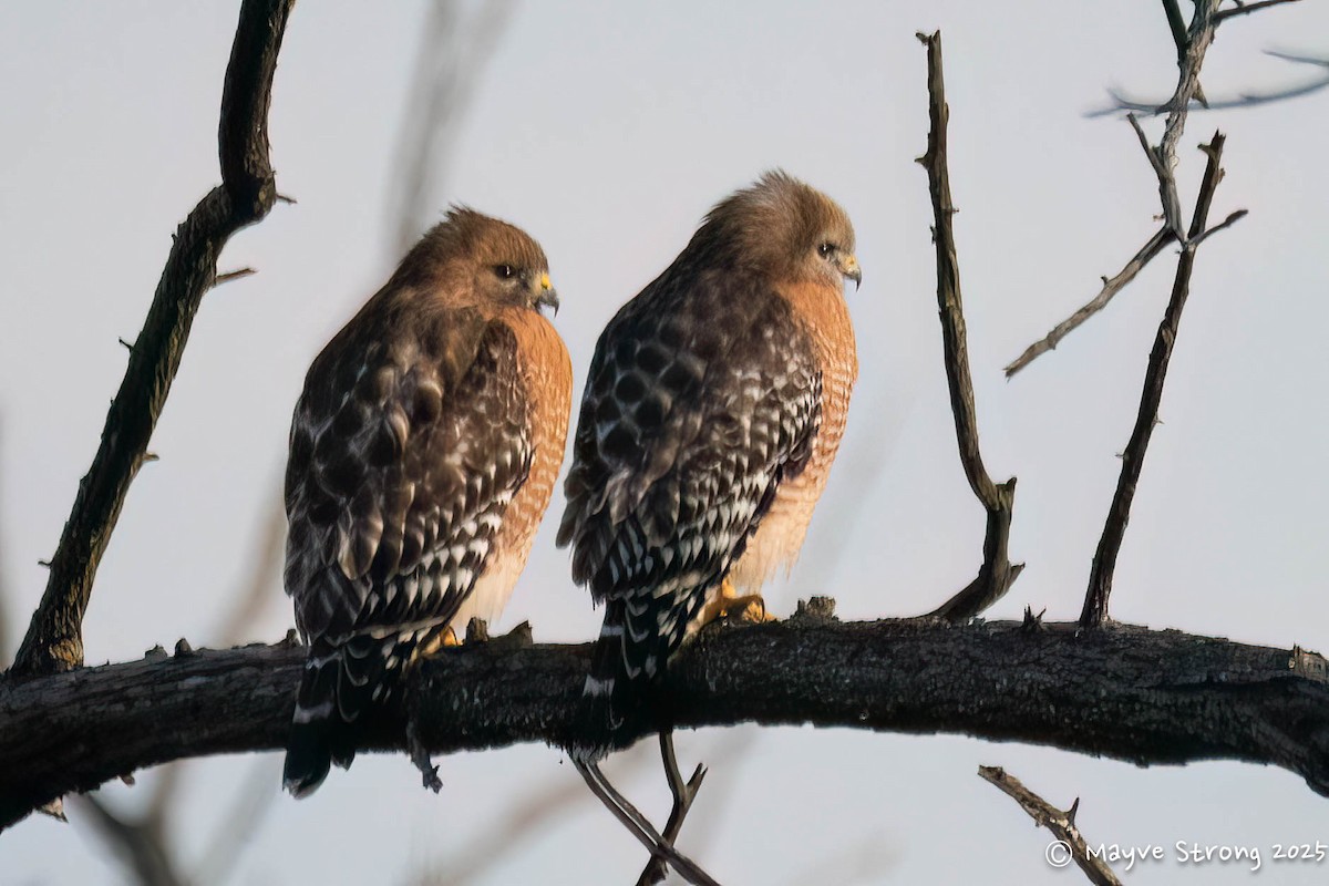 Red-shouldered Hawk - ML646362841