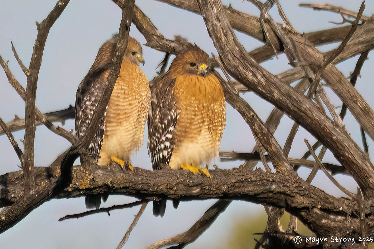 Red-shouldered Hawk - ML646362842
