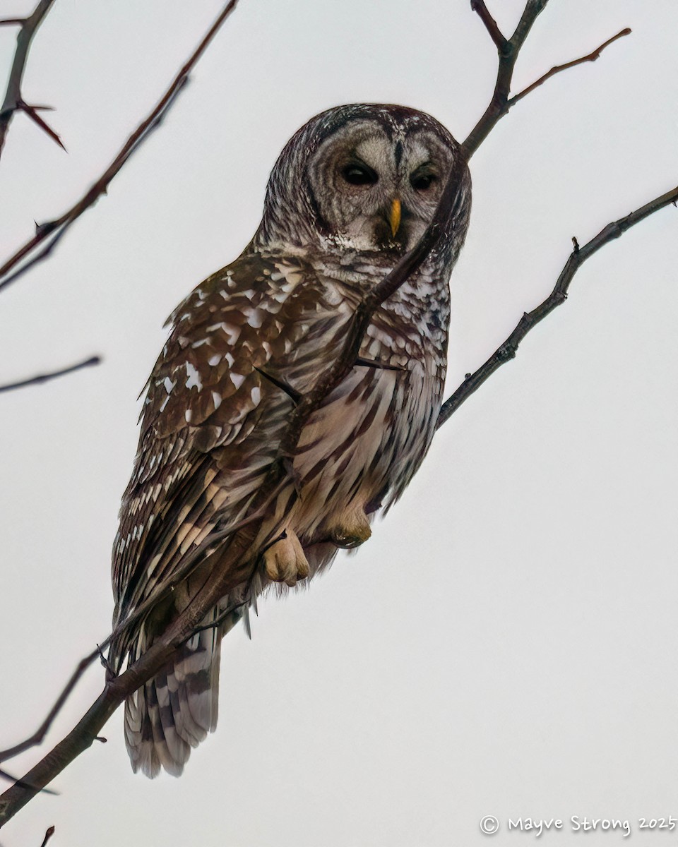 Barred Owl - ML646362845