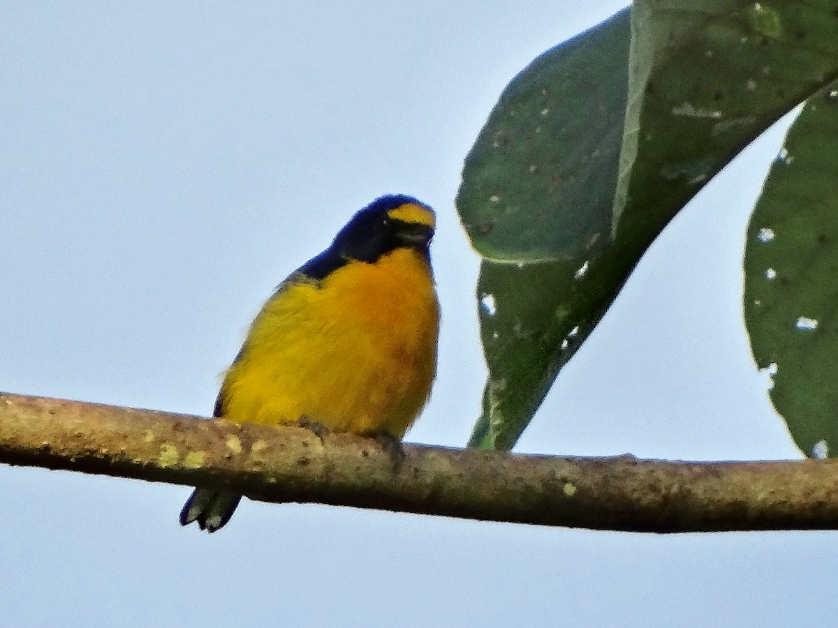 Yellow-throated Euphonia - ML646362846