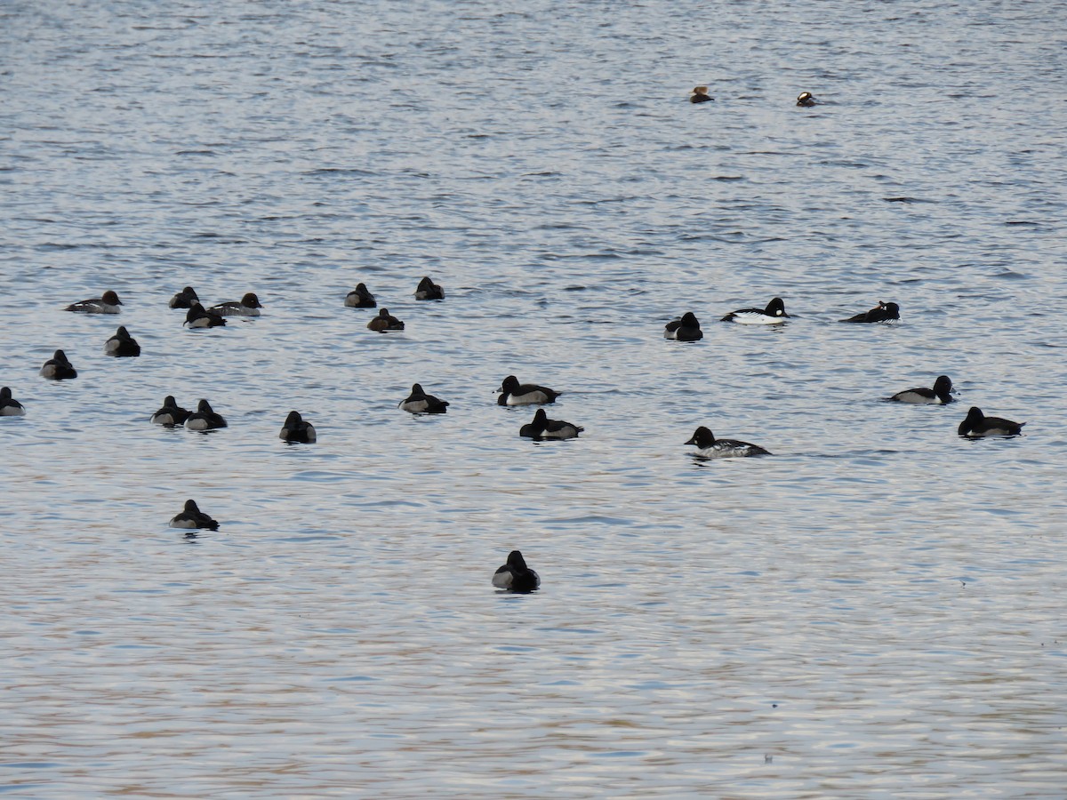 Ring-necked Duck - ML646362847