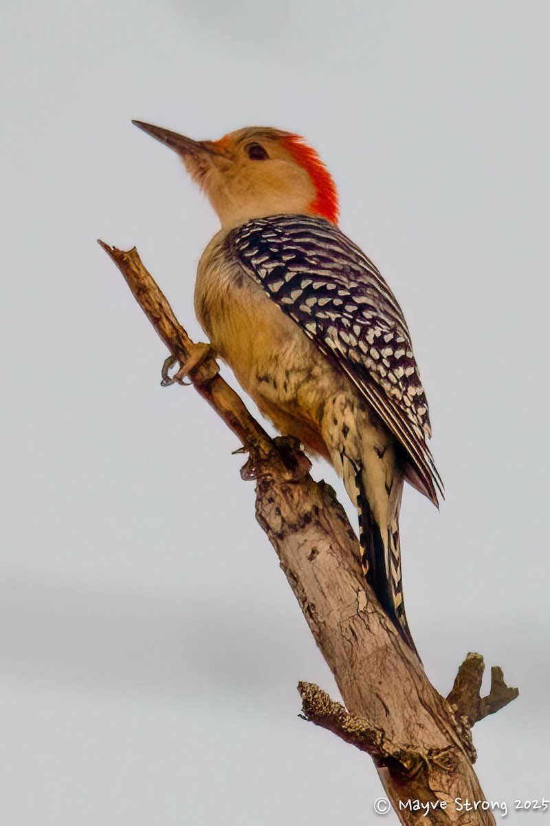 Red-bellied Woodpecker - ML646362848