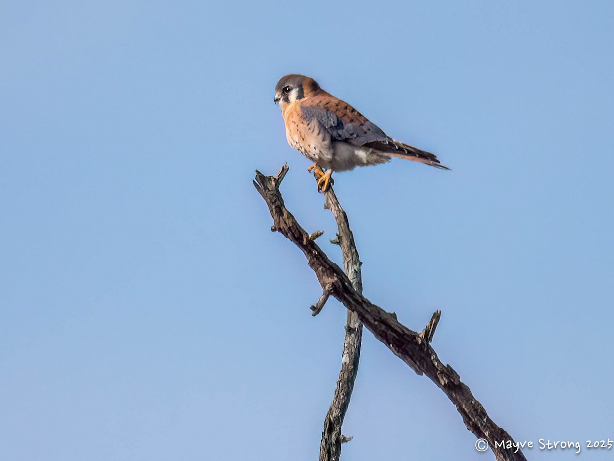 American Kestrel - ML646362853