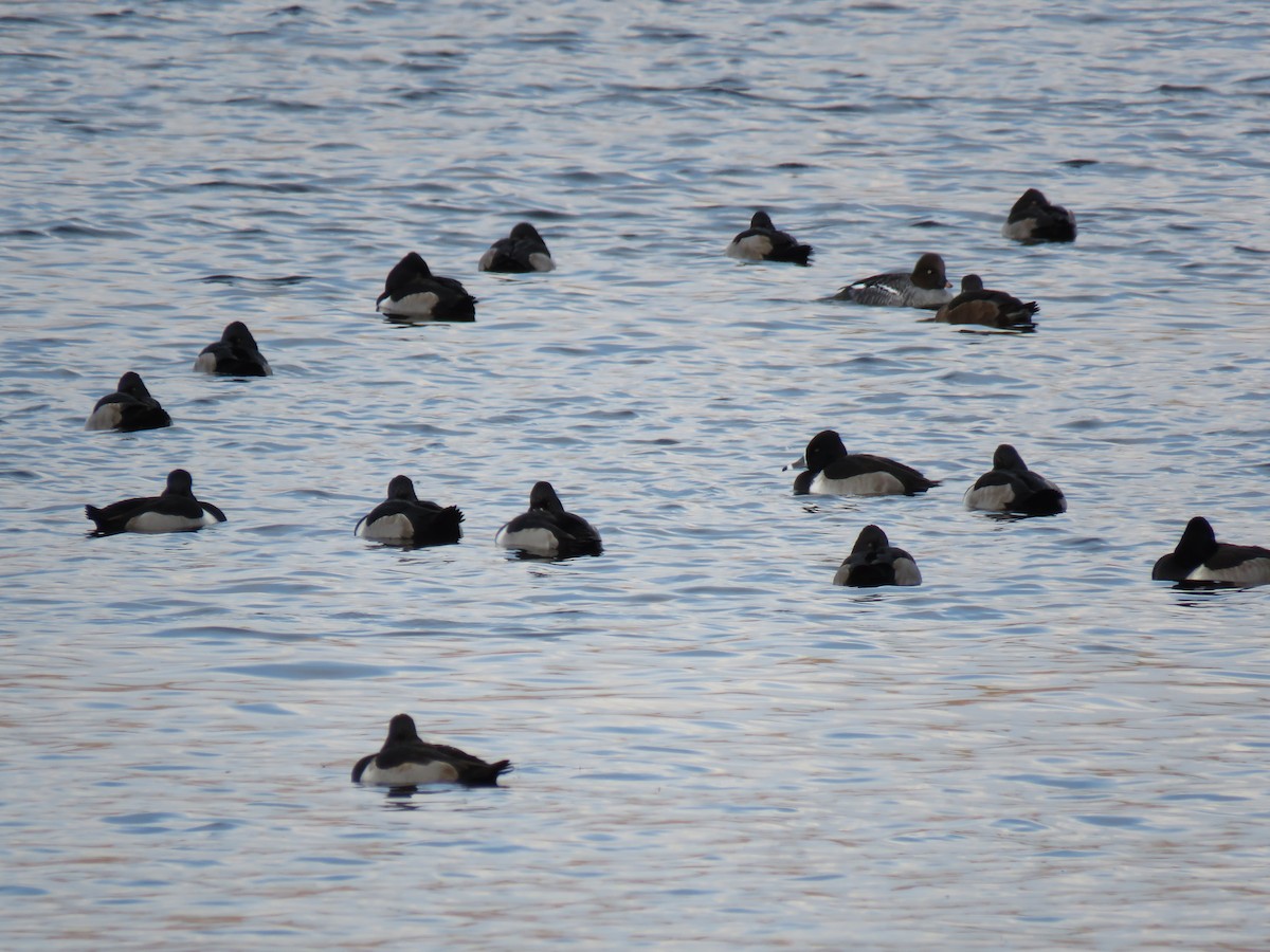 Ring-necked Duck - ML646362855