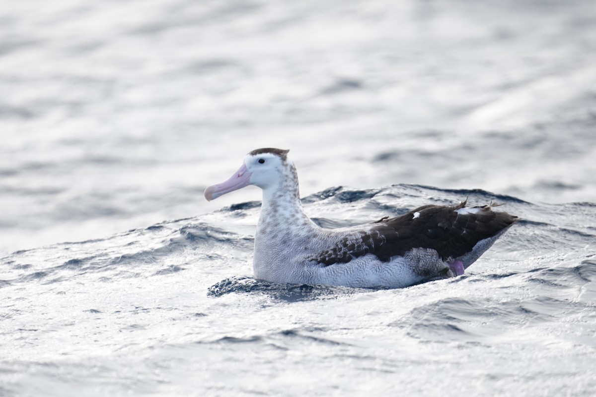 Antipodean Albatross - ML646362856