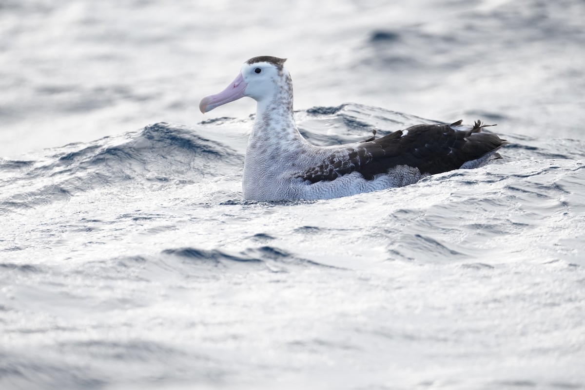 Antipodean Albatross - ML646362857