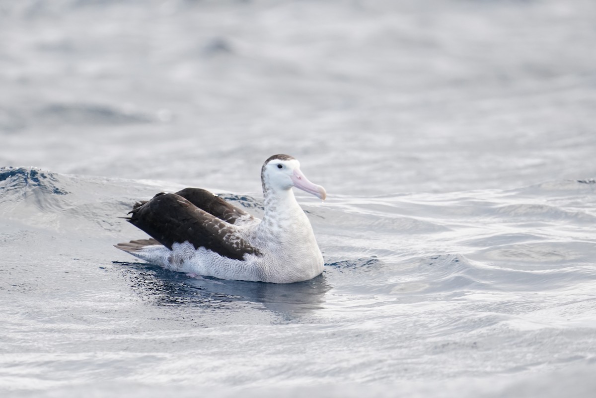 Antipodean Albatross - ML646362858