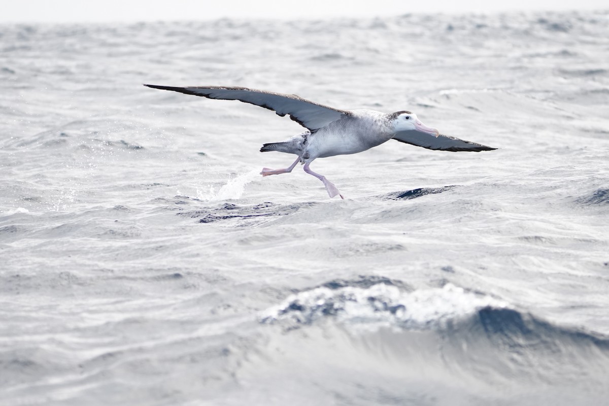 Antipodean Albatross - ML646362859