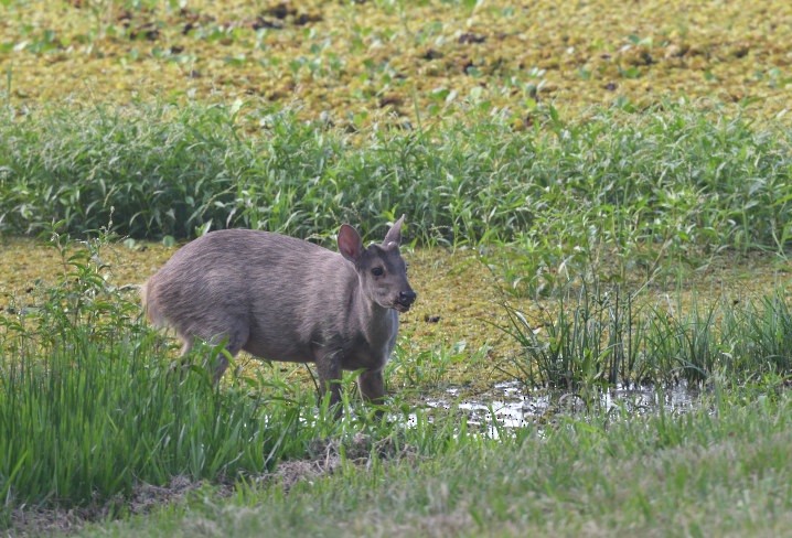 Gray Brocket - ML646362860
