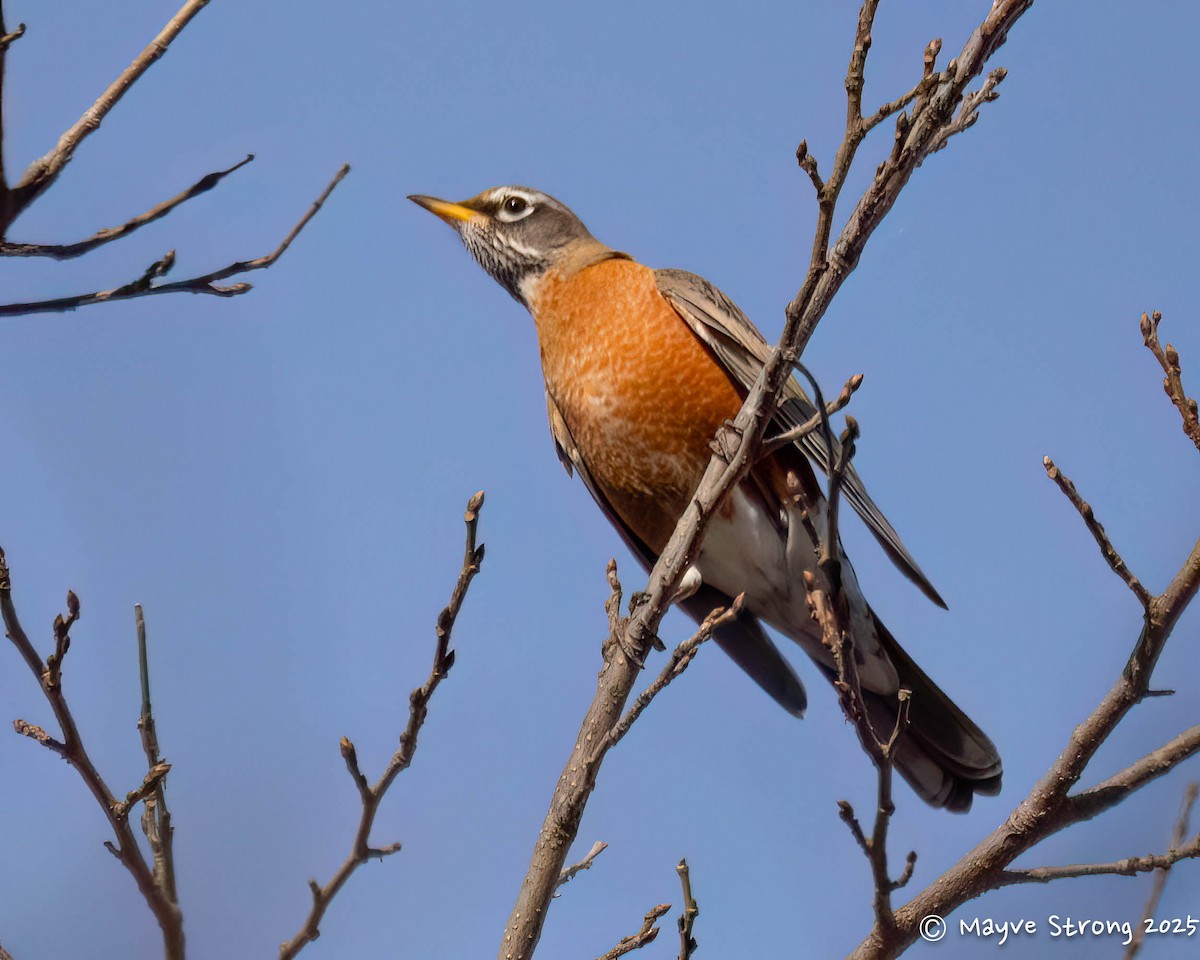 American Robin - ML646362862