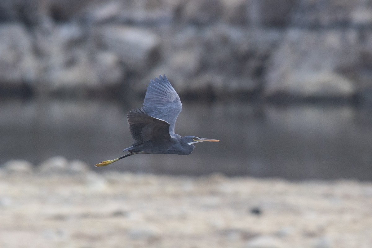 strandhegre - ML646362864