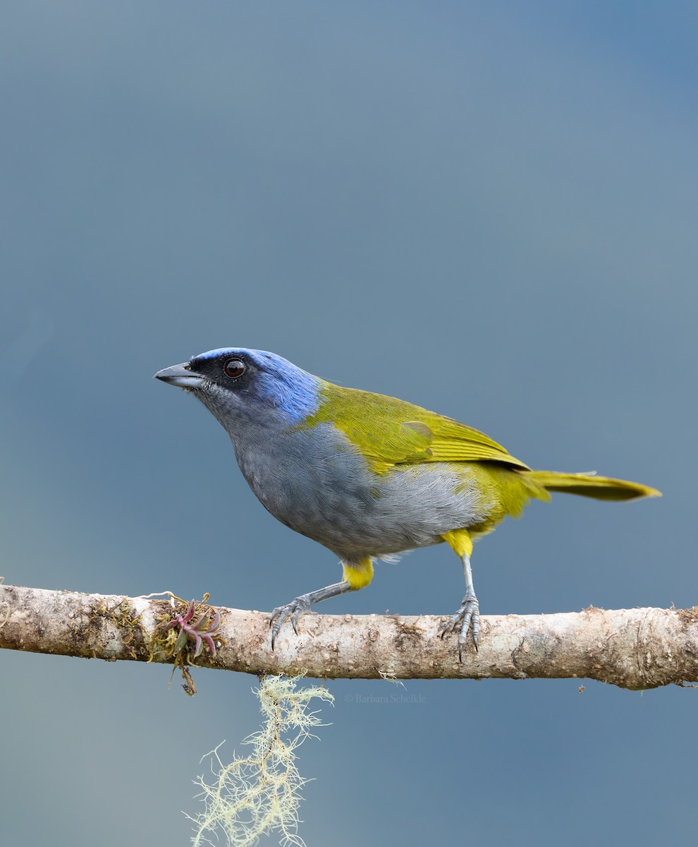 Blue-capped Tanager - ML646362865