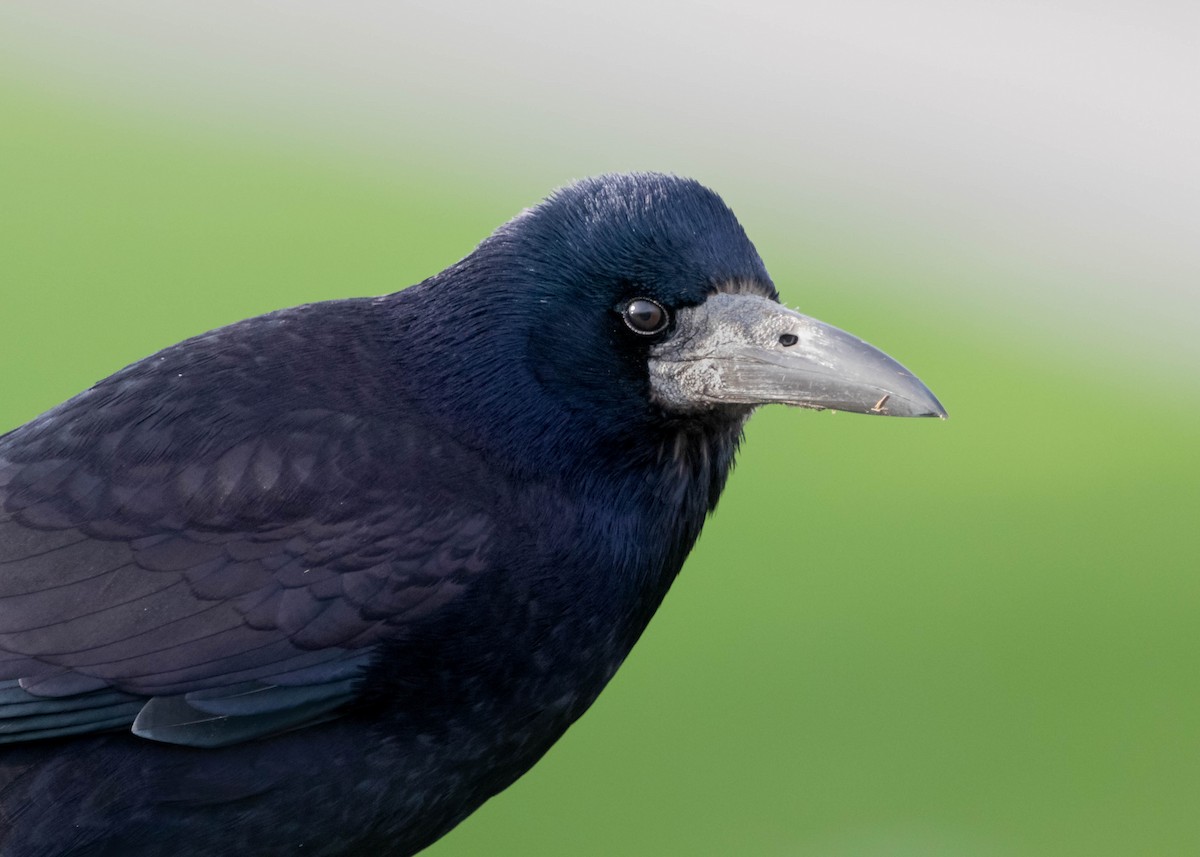 Ekin Kargası - ML646362866