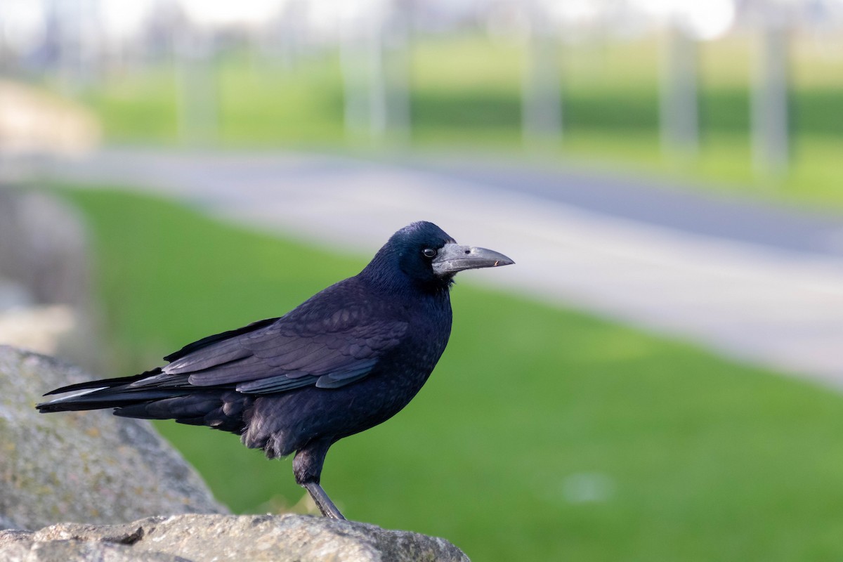 Ekin Kargası - ML646362867