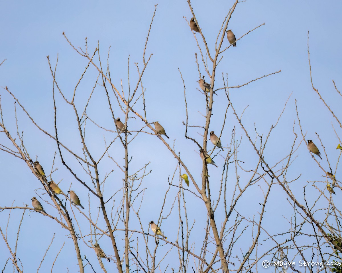 Cedar Waxwing - ML646362868