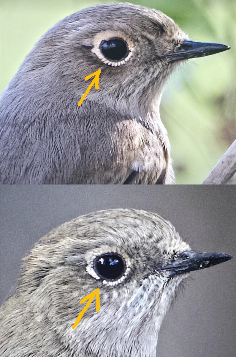 Красноспинная горихвостка - ML646362875