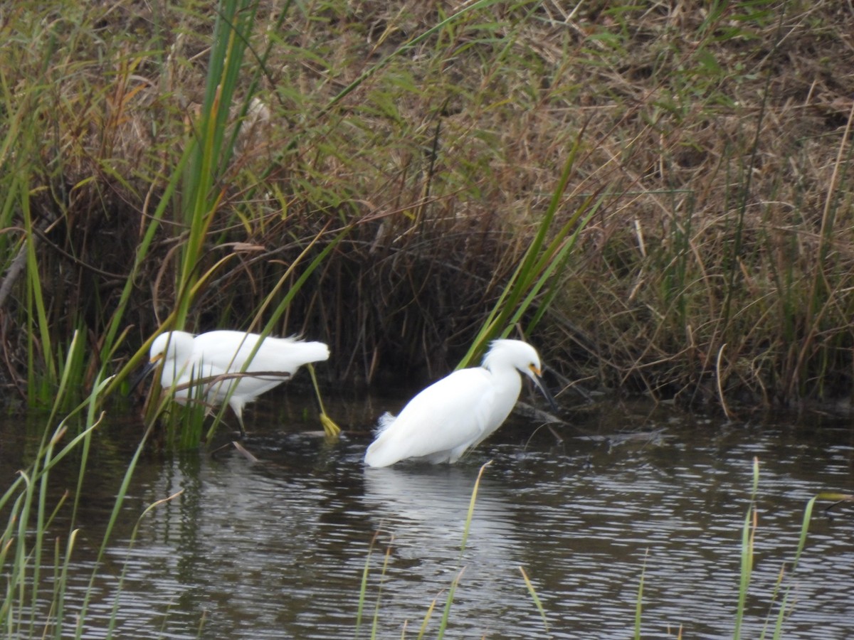 volavka bělostná - ML646362876