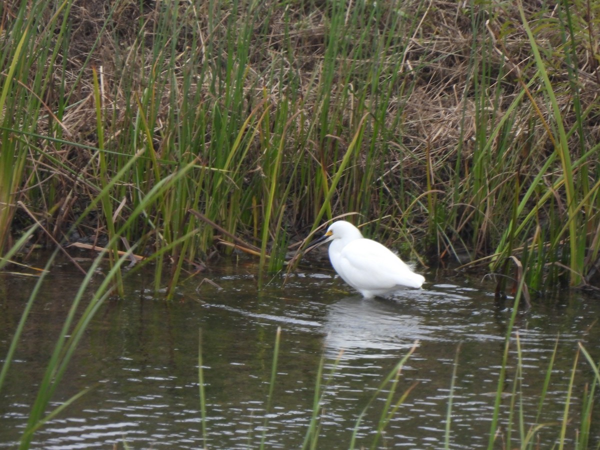 volavka bělostná - ML646362877