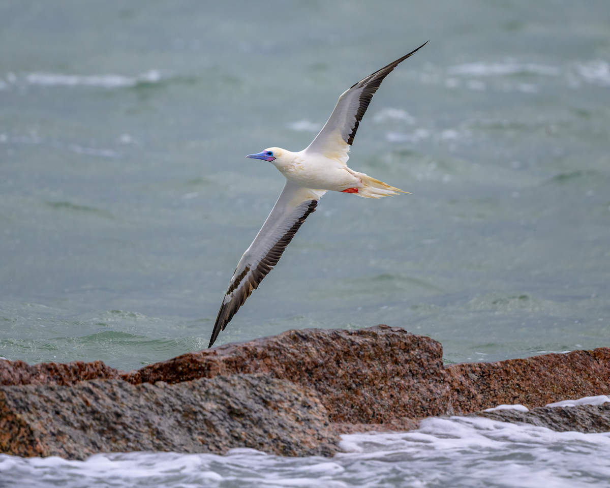 Сула червононога - ML646362878