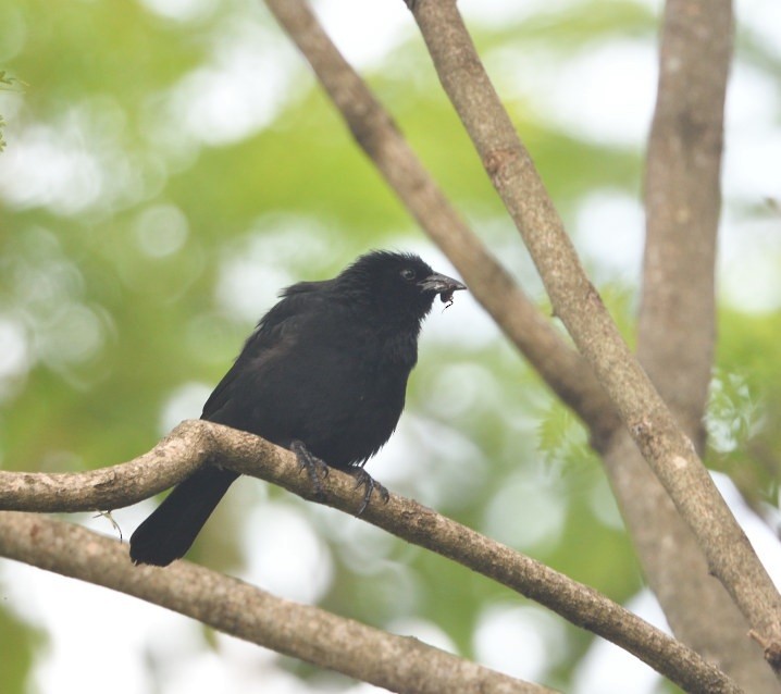 Chopi Blackbird - ML646362881