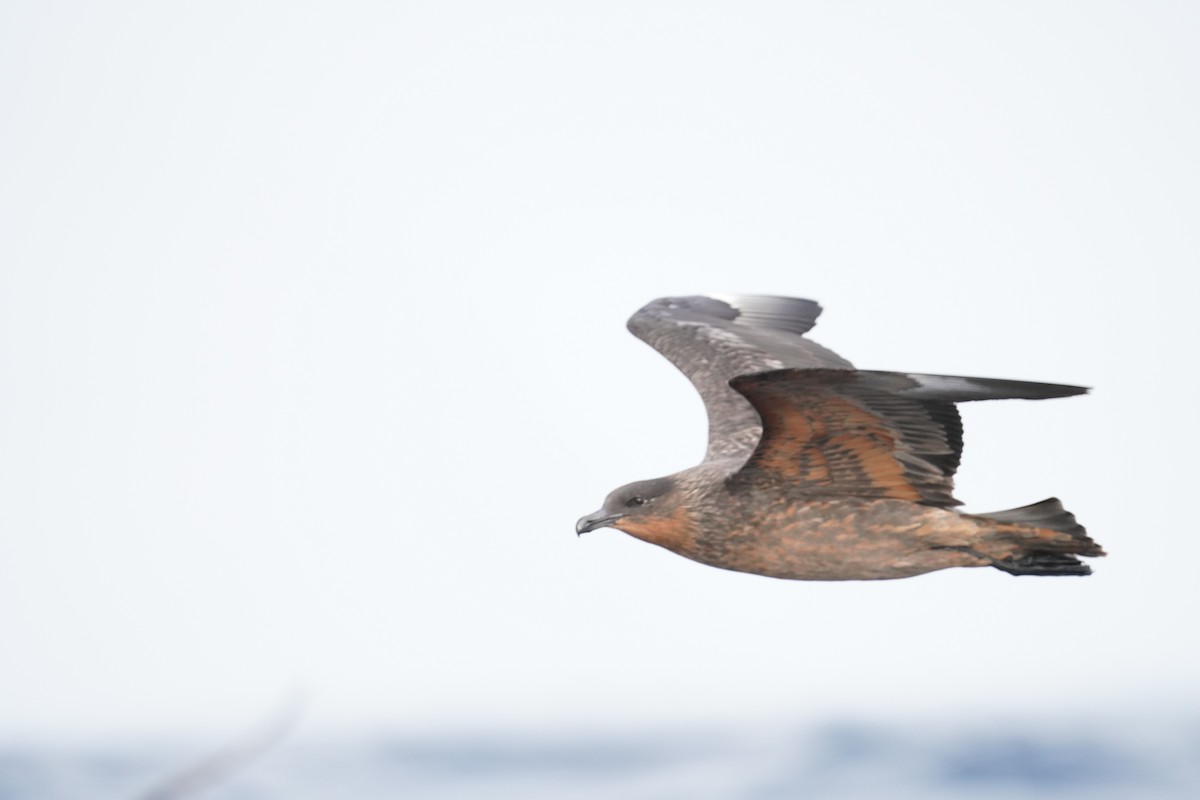 Chilean Skua - ML646362897