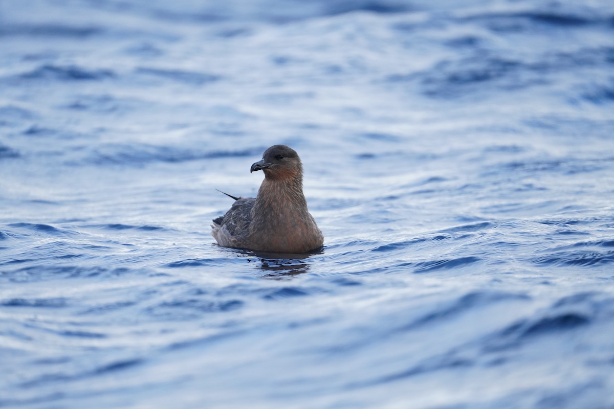 Chilean Skua - ML646362899