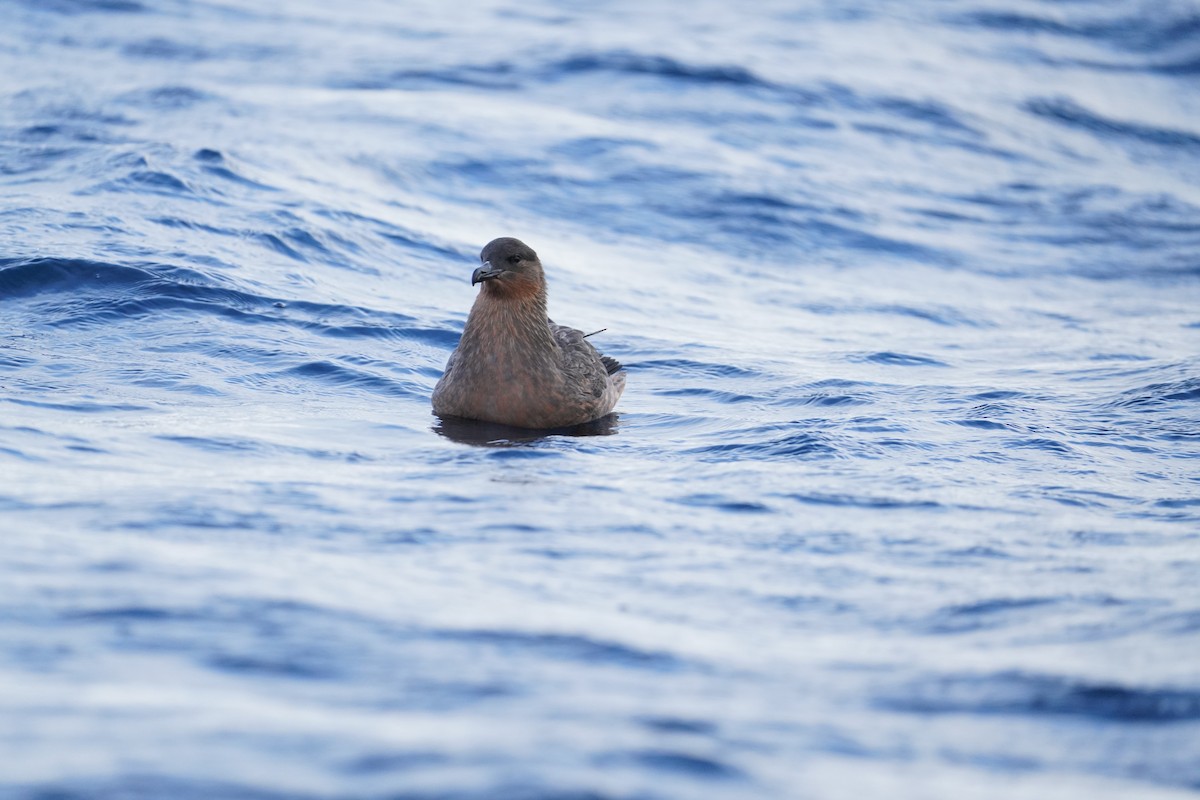 Chilean Skua - ML646362900