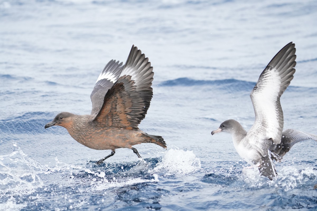 Chilean Skua - ML646362901